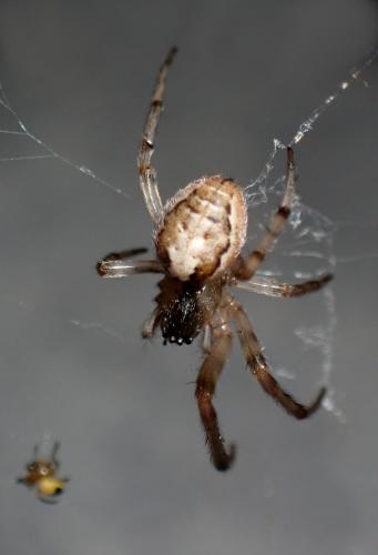 Zygiella x-notata